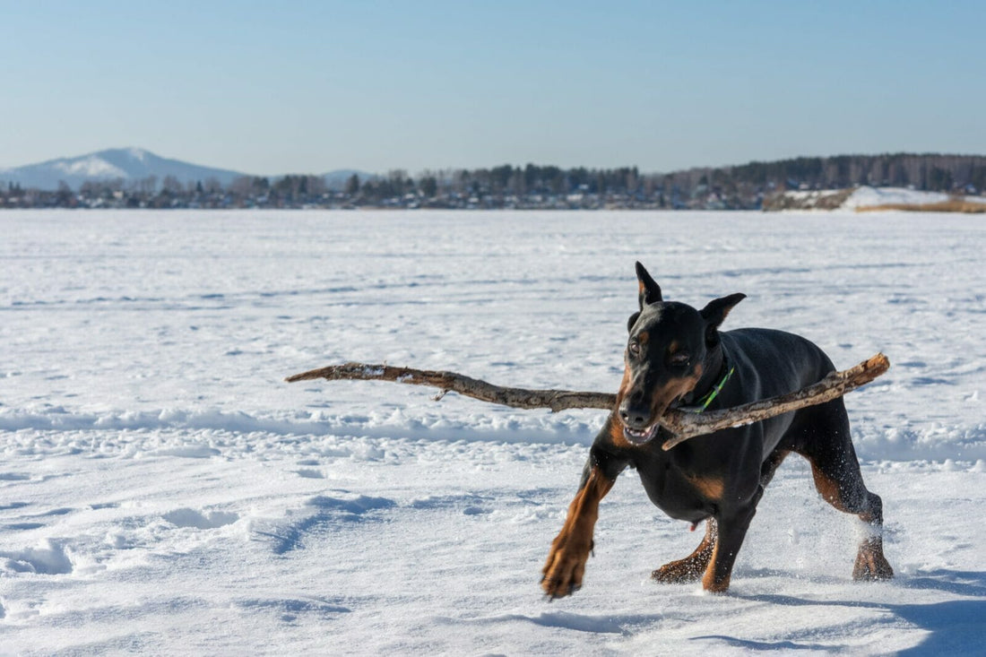 Training and Socialization for Dobermans