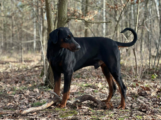 Jordan, a majestic Doberman