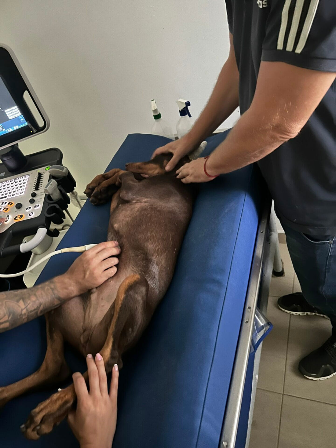 Doberman Common Health Issues: A Comprehensive Guide