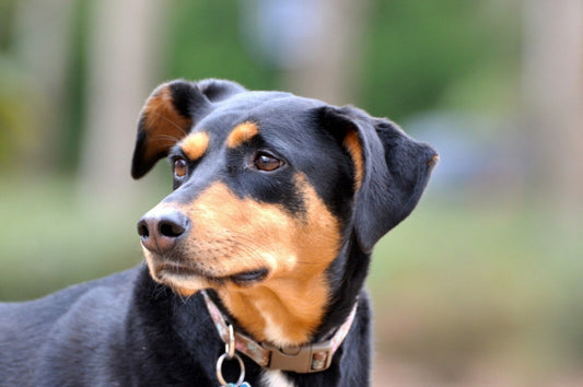 Doberman rescue organizations