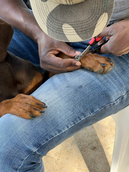 how to cut doberman nail