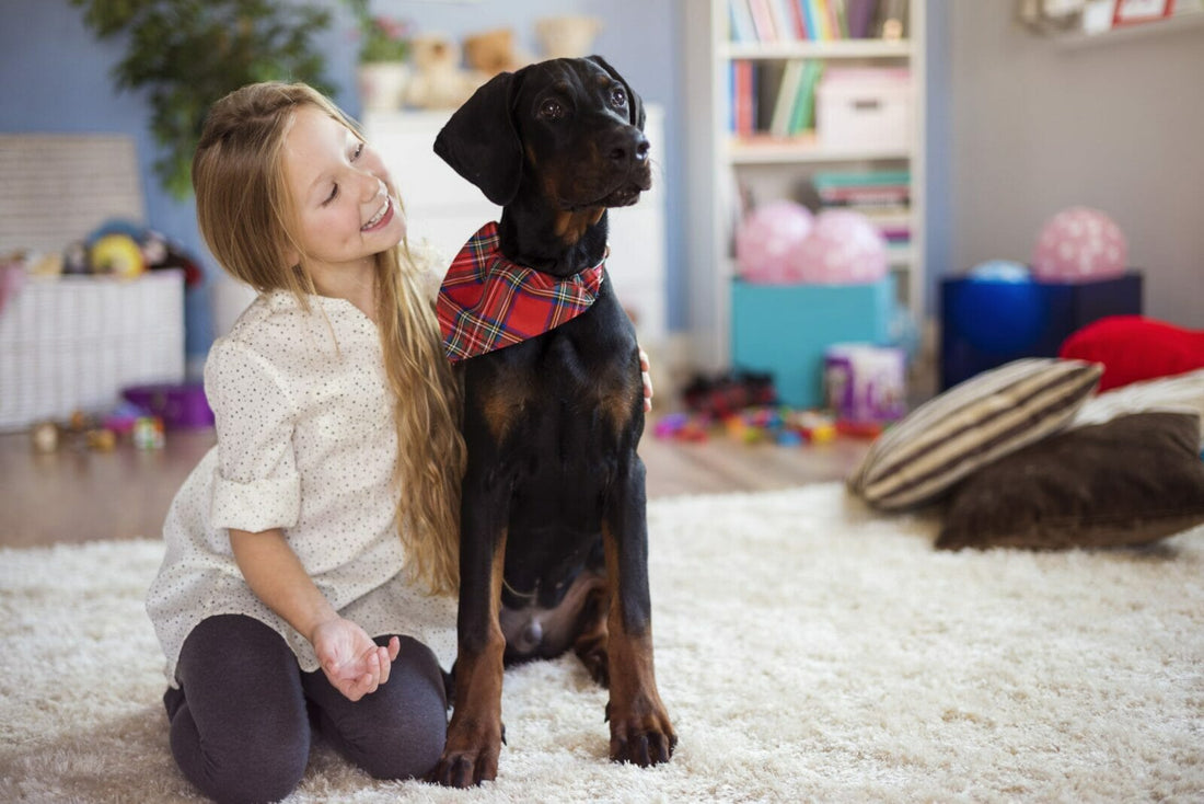 What is the ideal way to prepare for a Doberman?