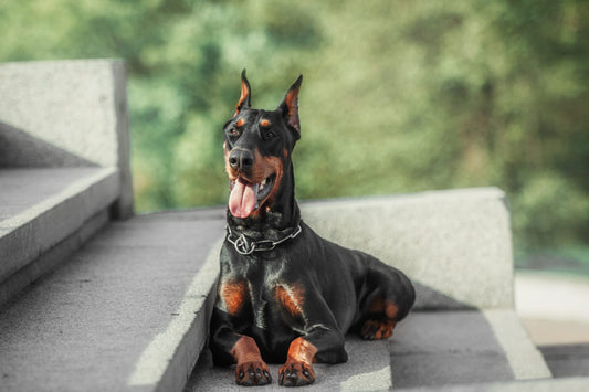 Emergency Defense: Protecting Your Doberman in a Crisis