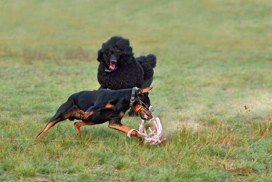 Doberman: A Problematic Breed? Understanding the True Nature of These Dogs