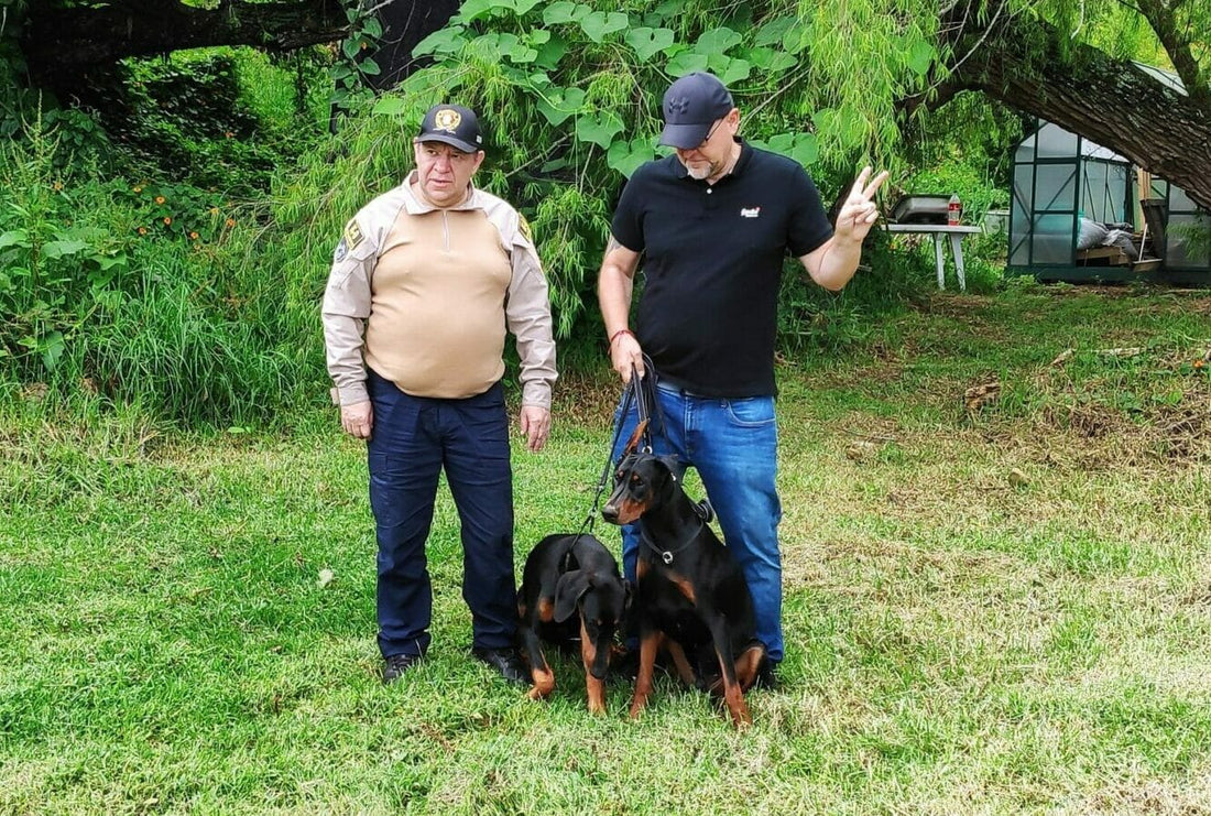 The Ultimate Guide: Where to Buy Doberman Puppies in Your Area