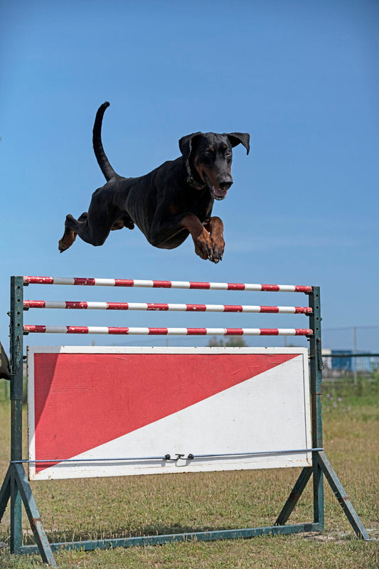 Canine Fitness: How to Actively Support Your Dog's Health and Fitness