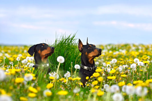 Protecting Dogs from Ticks: Tick Repellents and Tick-Borne Diseases