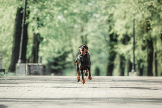 Jogging with your dog
