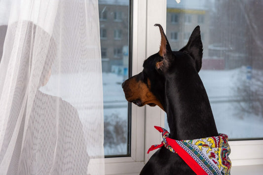 King was an imposing Doberman,