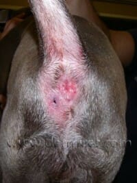 Whate are the causes of inflamed anal glands