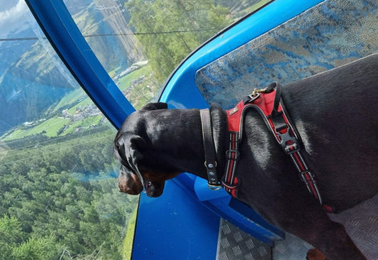 Transport of dogs in cable cars