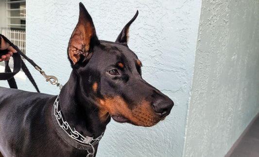 How was the Doberman bred?
