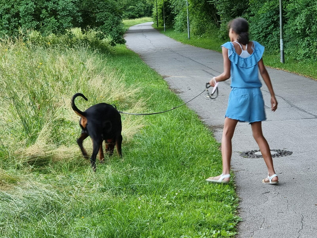 Doberman health concerns