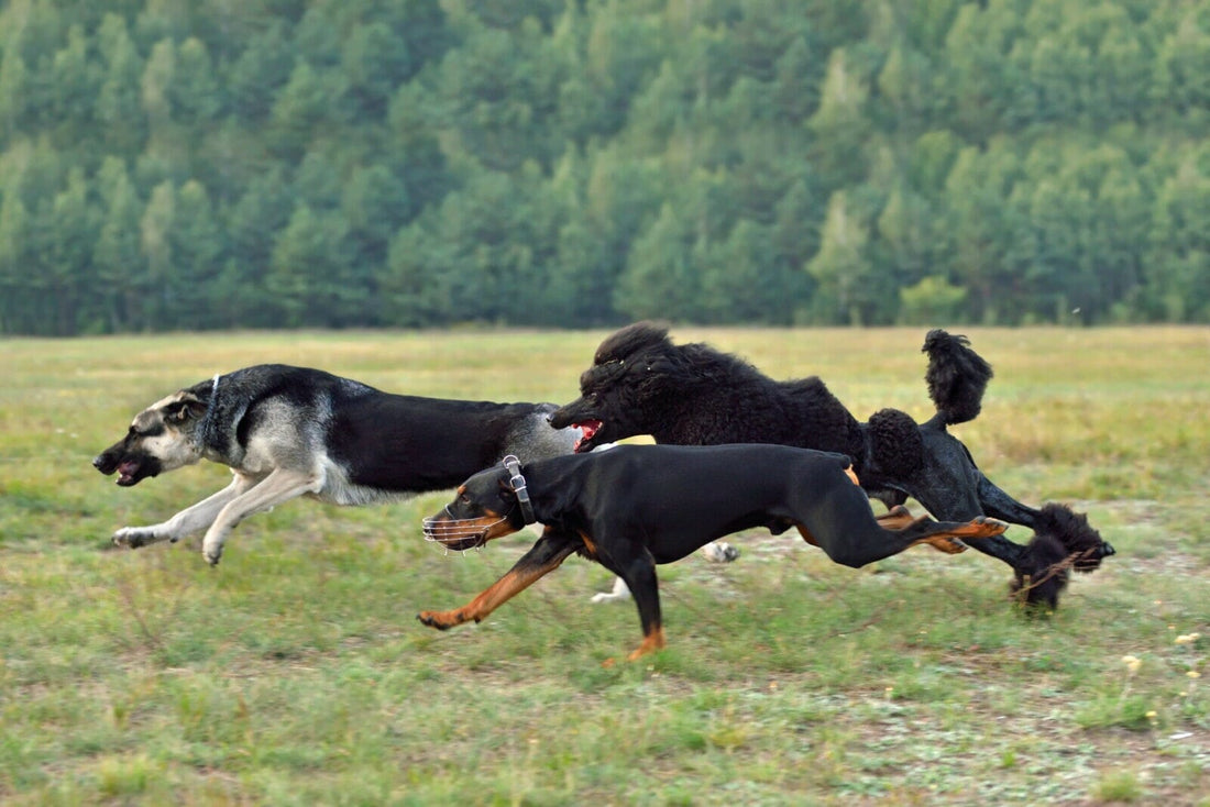 Finding a Reputable Breeder or Rescue Organization