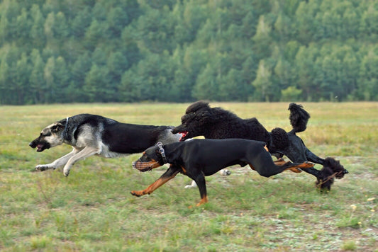 Finding a Reputable Breeder or Rescue Organization