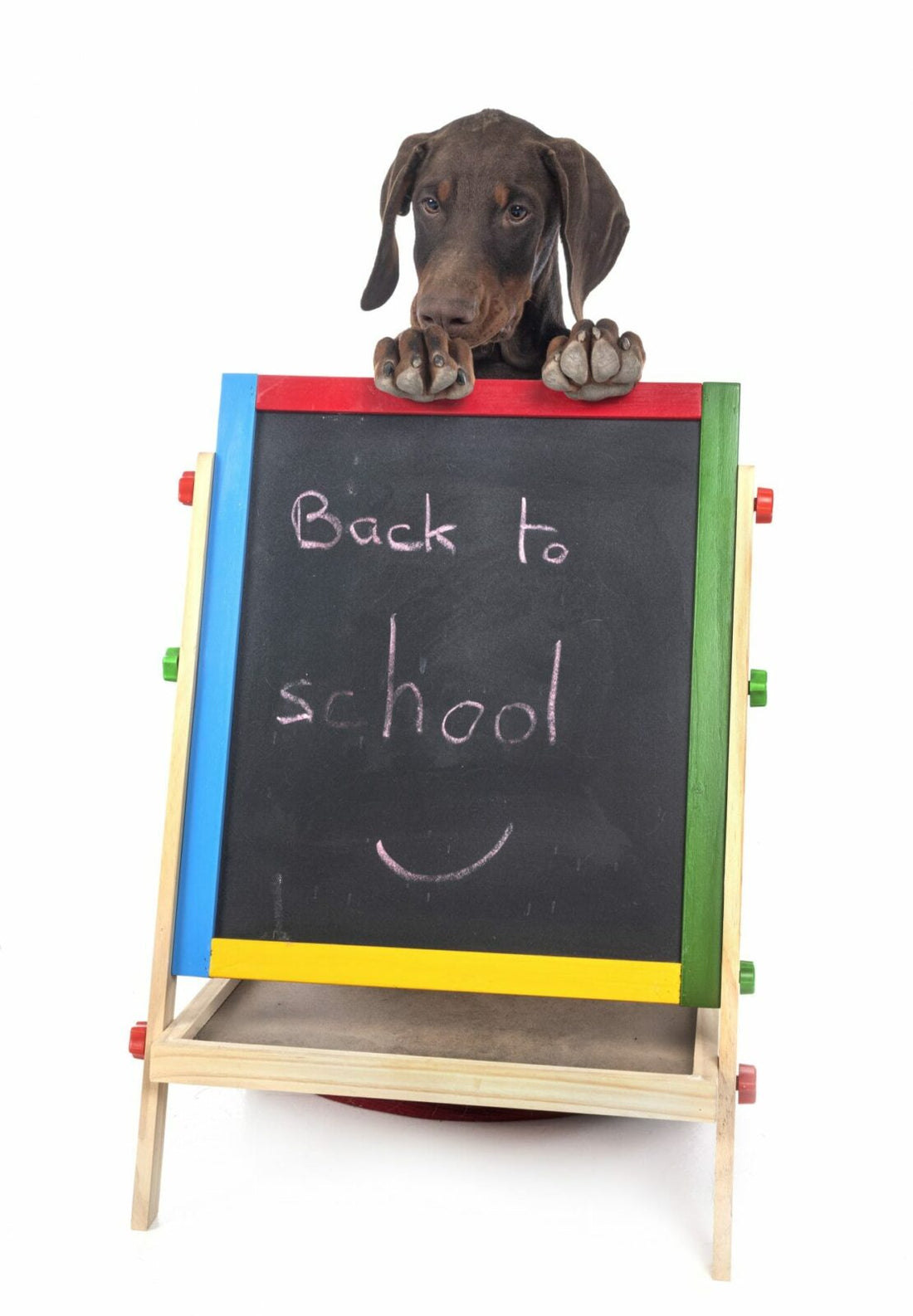 When puppies first visit to school?
