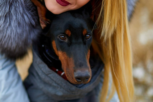 What to consider for Doberman puppies?