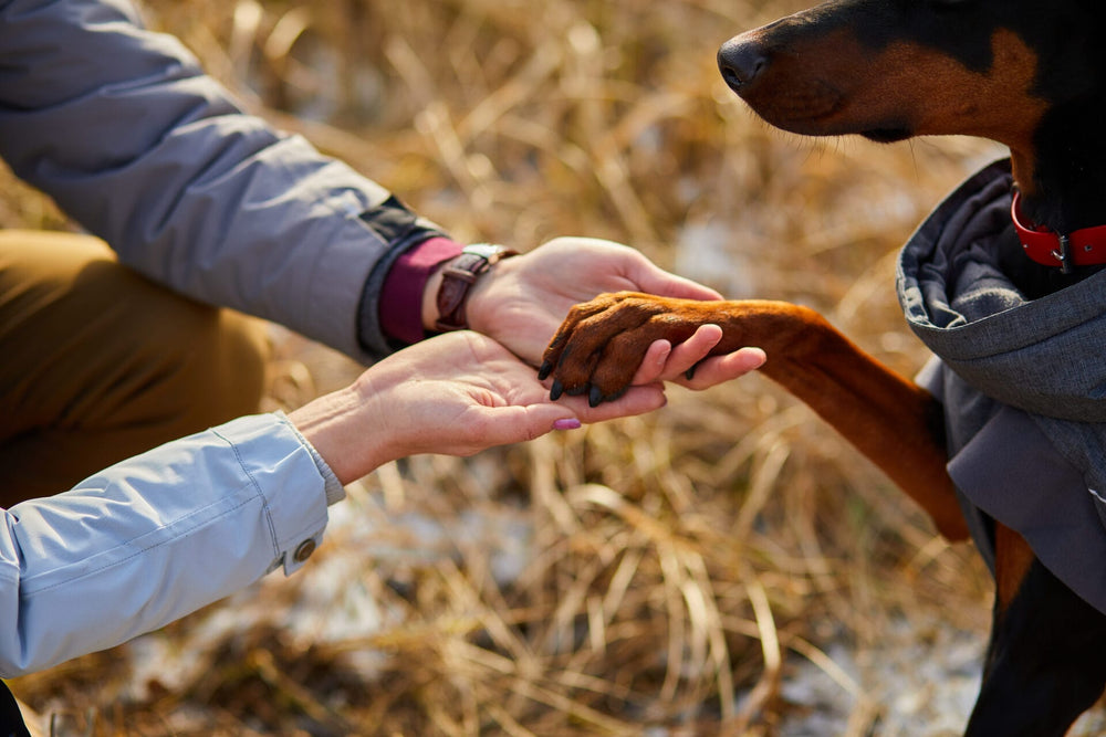 best dog breeds