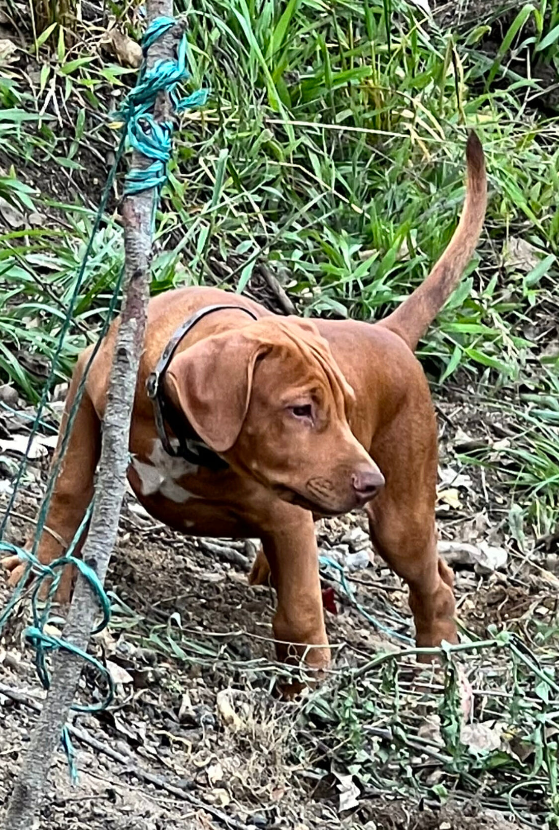 Doberman Pitbull Mix