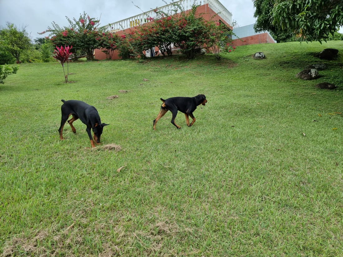 doberman