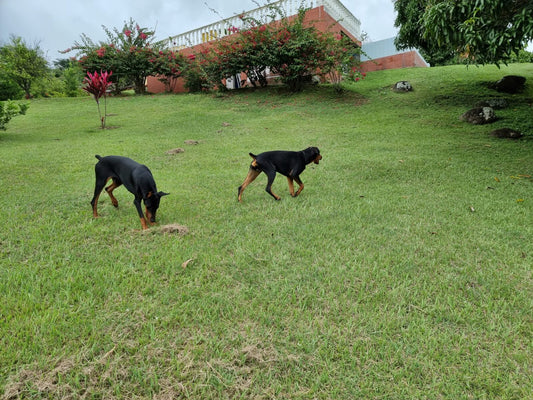 doberman