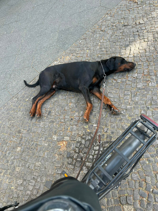 Bike Ride with My Doberman