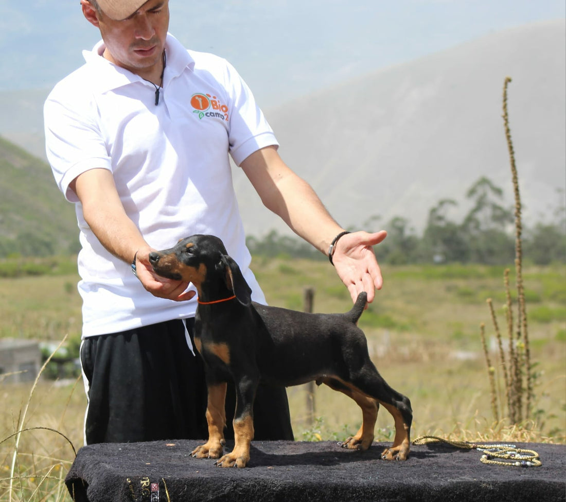 doberman names