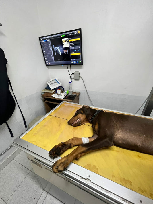 ntegral Veterinaria in Medellín