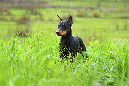 European Doberman Puppies For Sale