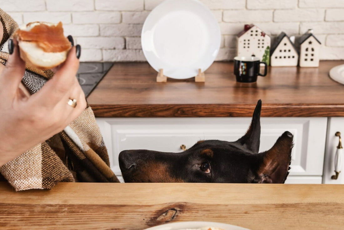 Nutrition and Feeding for Dobermans