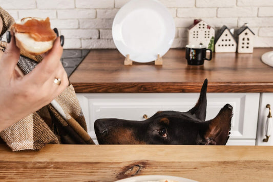 Nutrition and Feeding for Dobermans