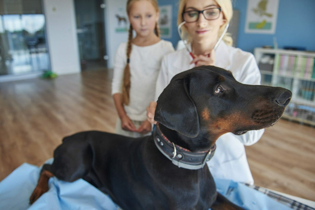 typical diseases of the Doberman