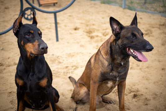 Doberman versus a Belgian Malinois