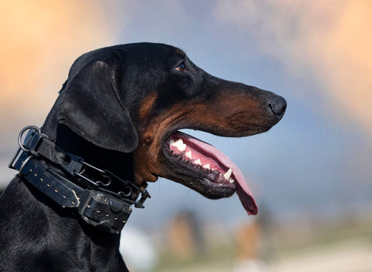 Heatstroke in dogs is a serious and potentially fatal