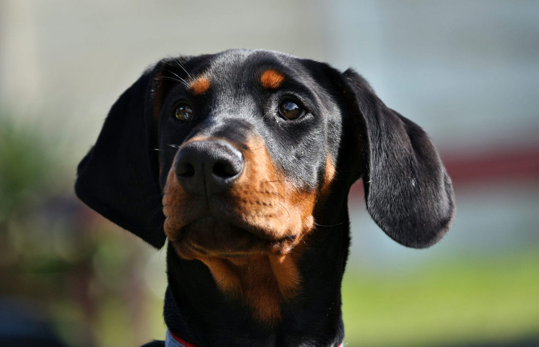 Defense in an Emergency: What to Do If Your Dog Is Attacked