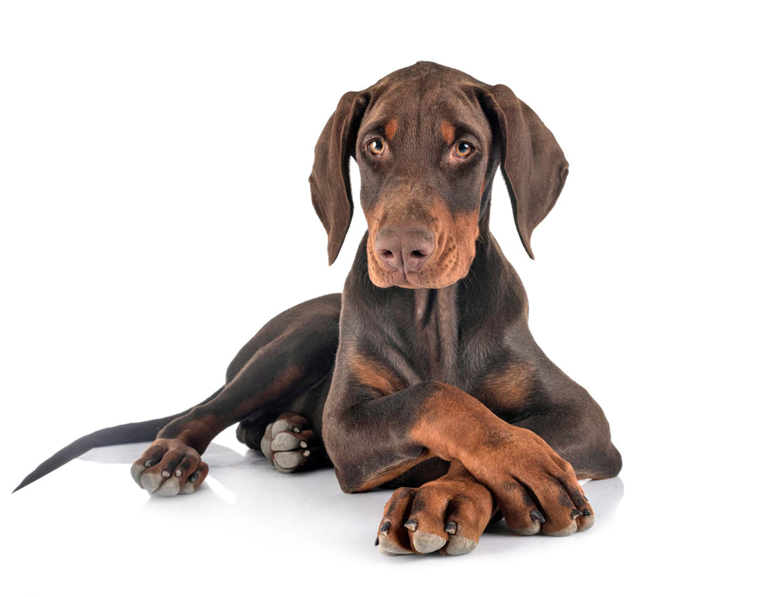 doberman colors