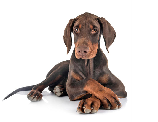doberman colors