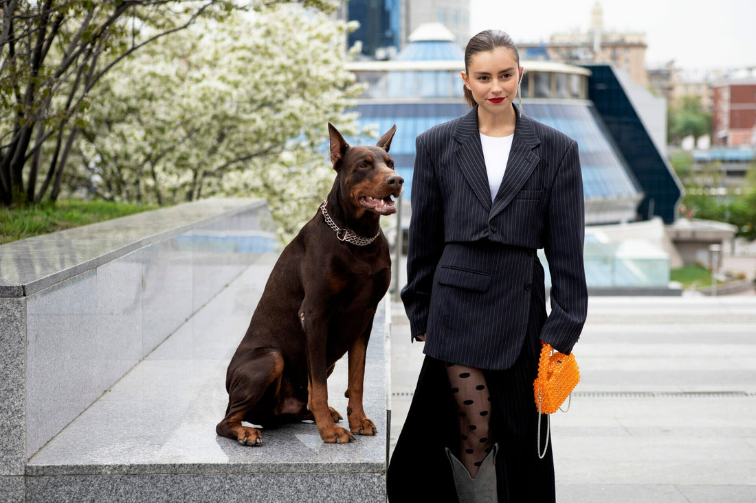 Improving the Dobermann breed, Enhancing Dobermann genetics, Dobermann breeding best practices, Selective breeding for Dobermanns, Health improvements in Dobermanns, Raising better Dobermann litters, Evolution of the Dobermann breed, Ethical breeding