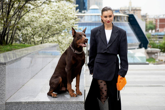 Improving the Dobermann breed, Enhancing Dobermann genetics, Dobermann breeding best practices, Selective breeding for Dobermanns, Health improvements in Dobermanns, Raising better Dobermann litters, Evolution of the Dobermann breed, Ethical breeding