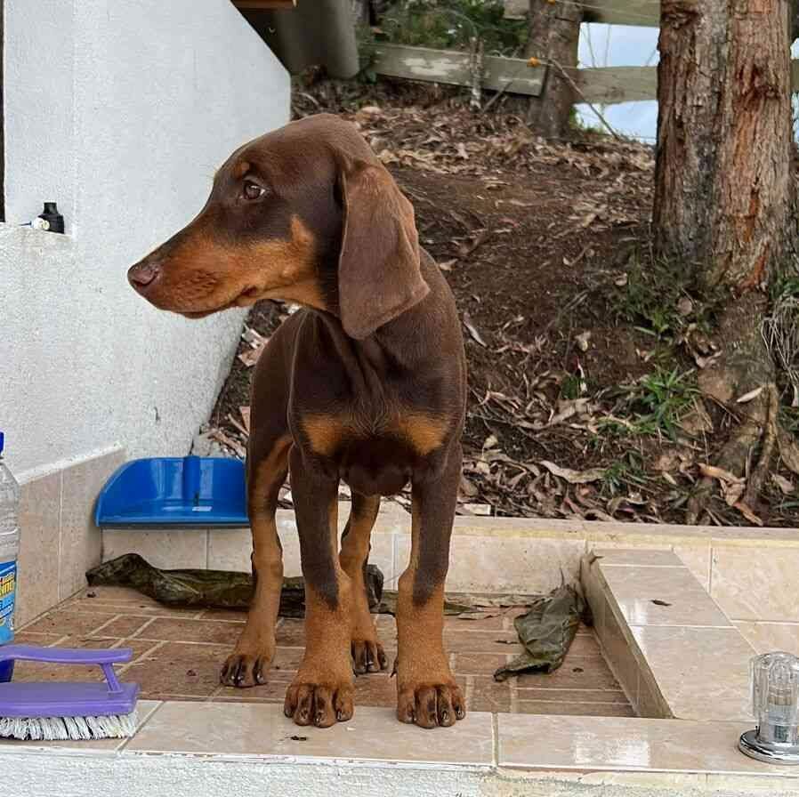 Unveiling the Price Tag: How Much Should You Expect to Pay for a Doberman Puppy?