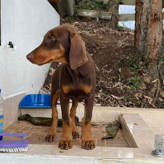 Unveiling the Price Tag: How Much Should You Expect to Pay for a Doberman Puppy?