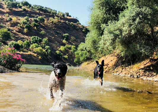 The Doberman  a sporting working dog