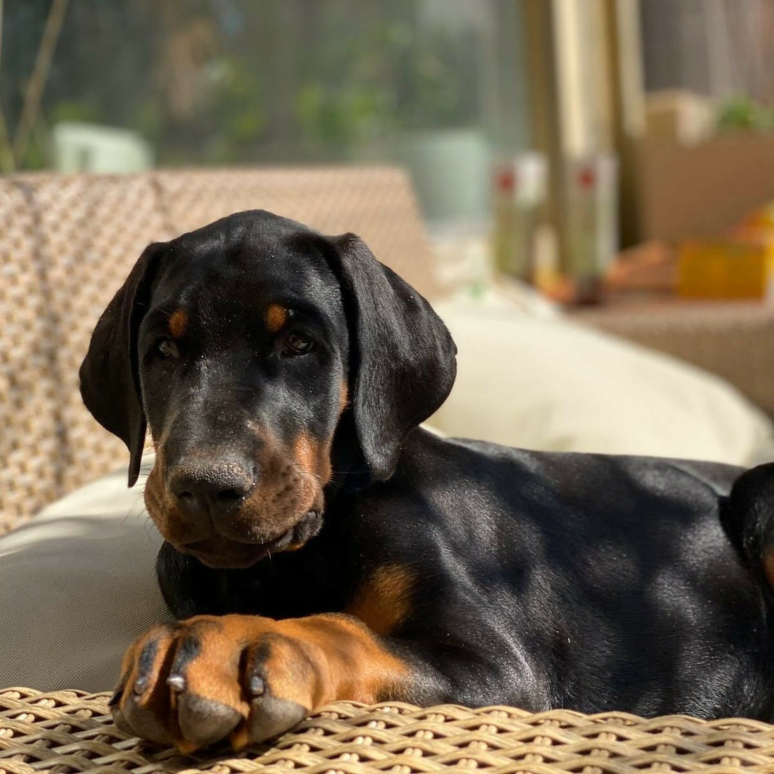 Doberman puppies for sale