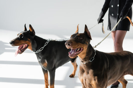 doberman dog