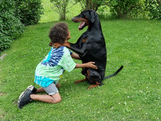 Doberman show breeders