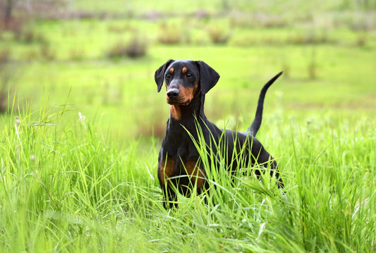 character traits of the Doberman