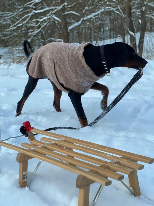 Doberman winter