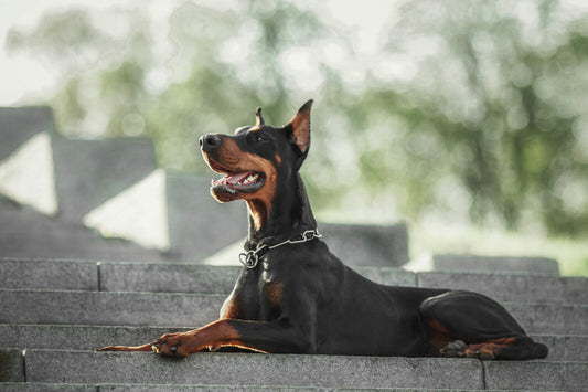 Characteristics of the Breed