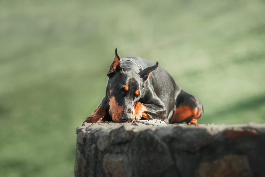 doberman pinscher