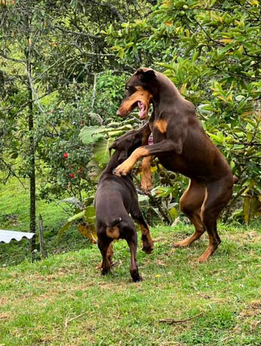 when do Dobermans calm down